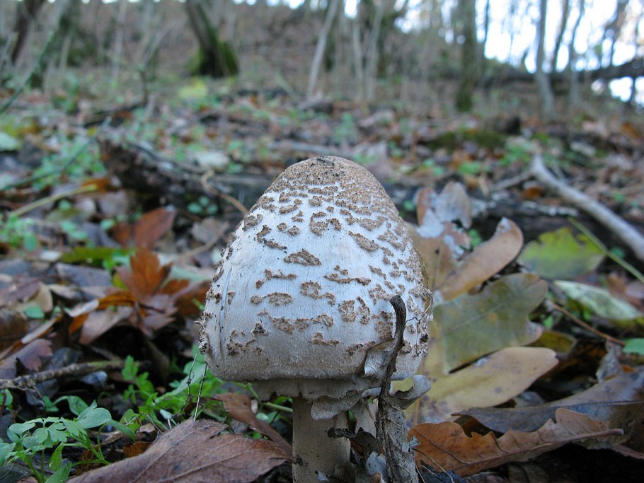 Зонтик пёстрый размер ножки гриба