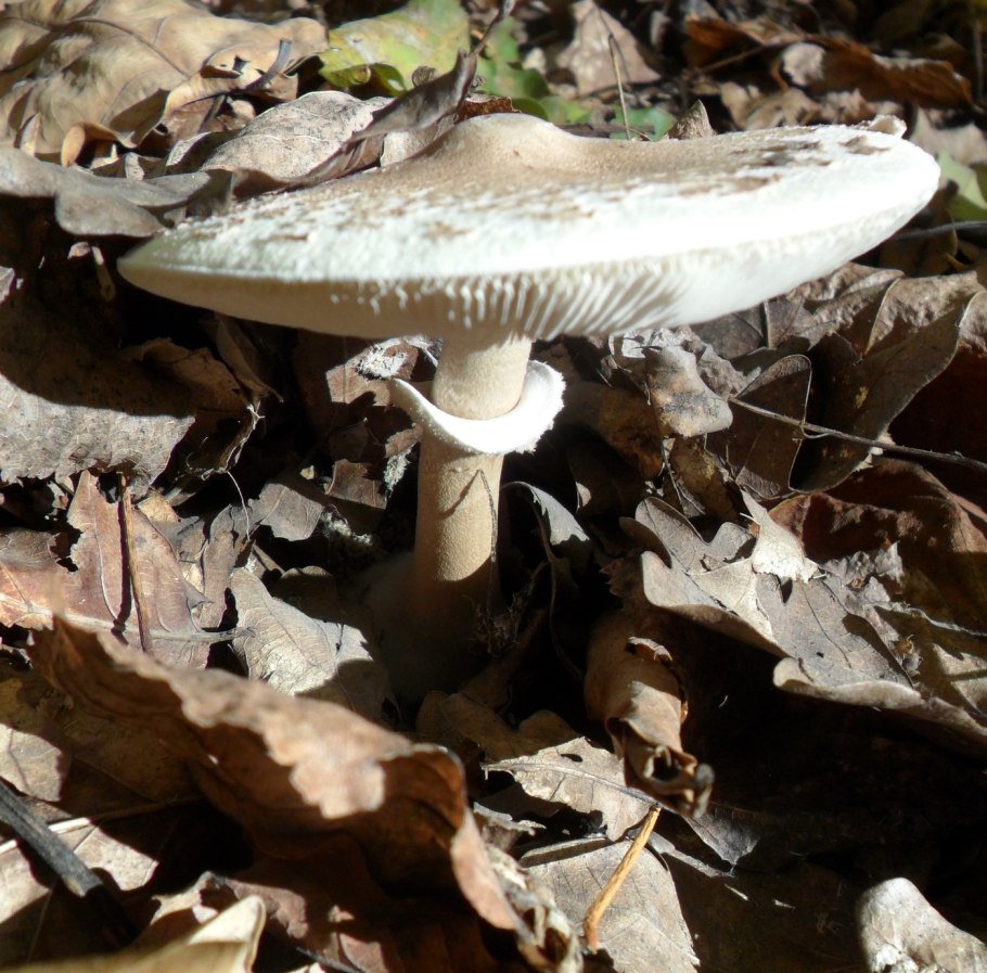 Зонтик пёстрый Macrolepiota procera