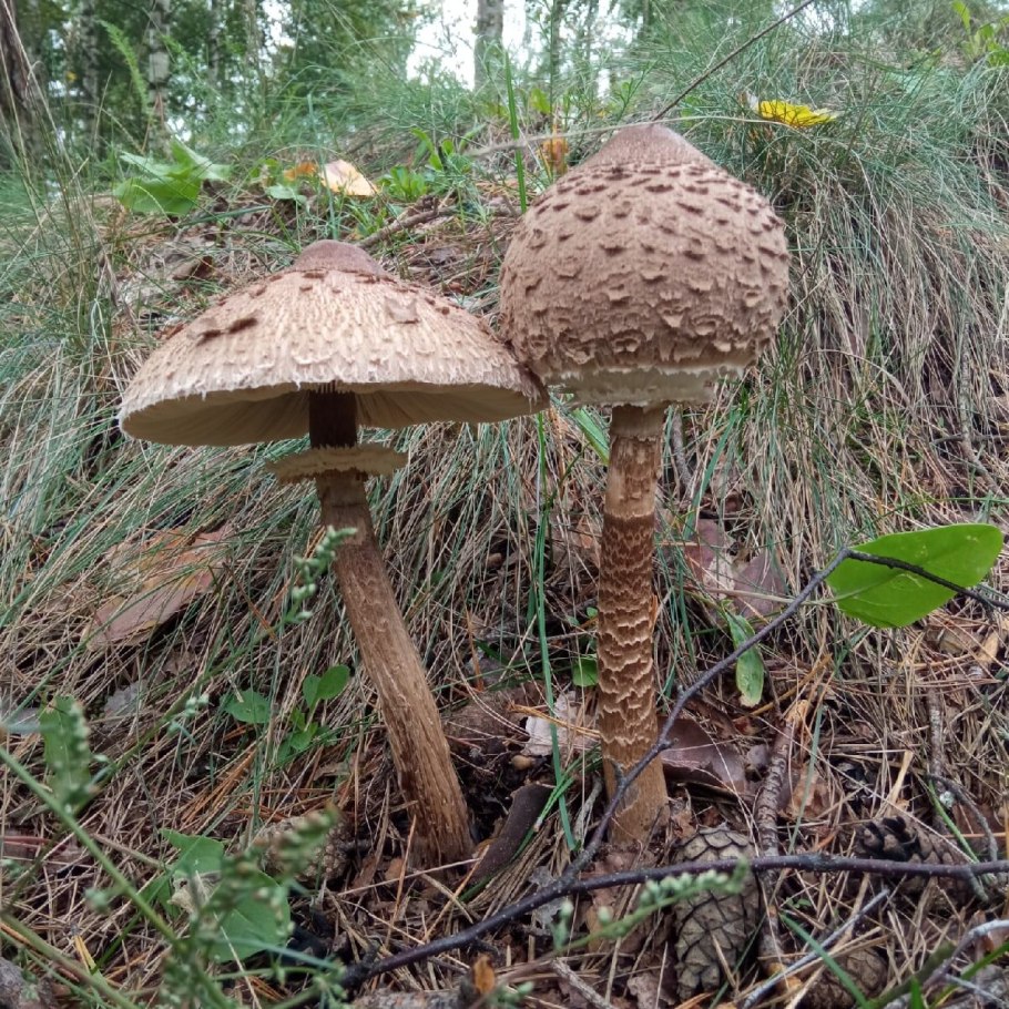 Зонтик пёстрый macrolepiota procera
