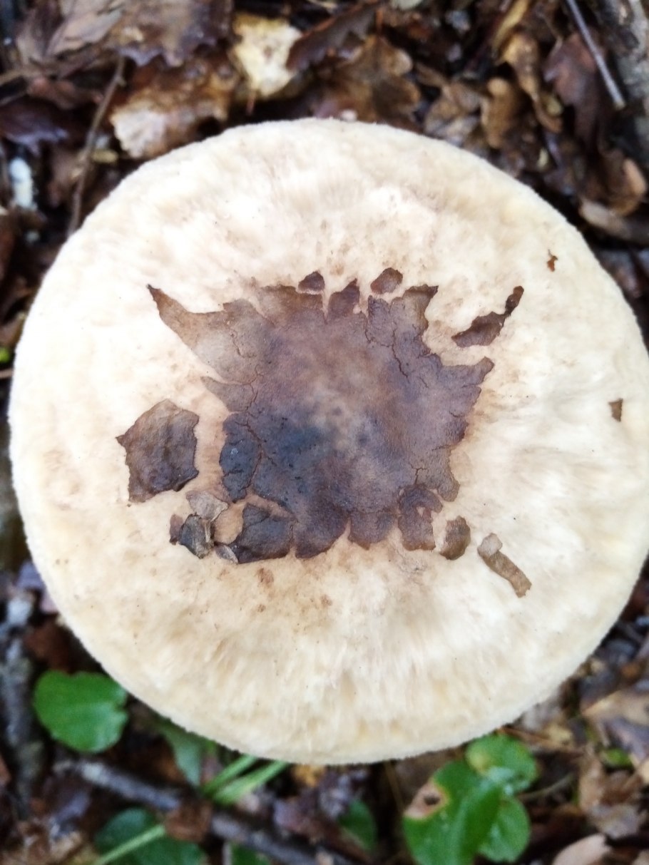Macrolepiota konradii