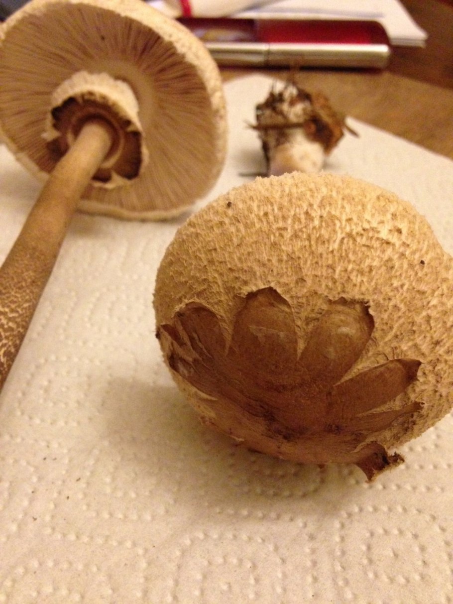 Гриб зонтик поганка