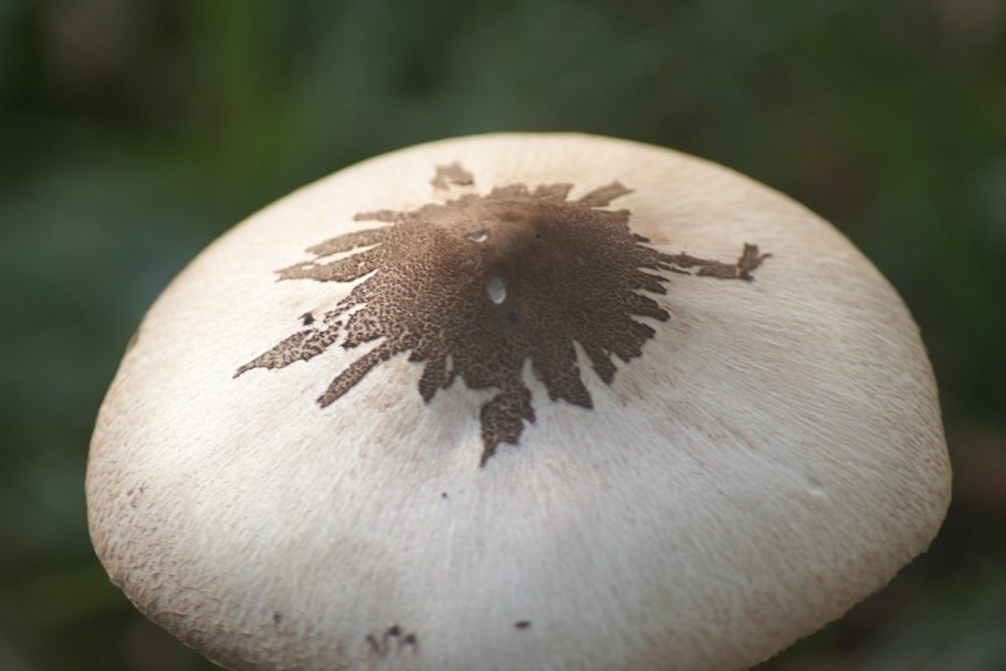 Гриб Конрада