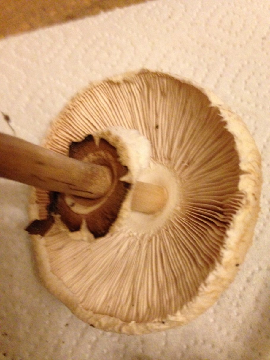 Гриб зонтик конрада