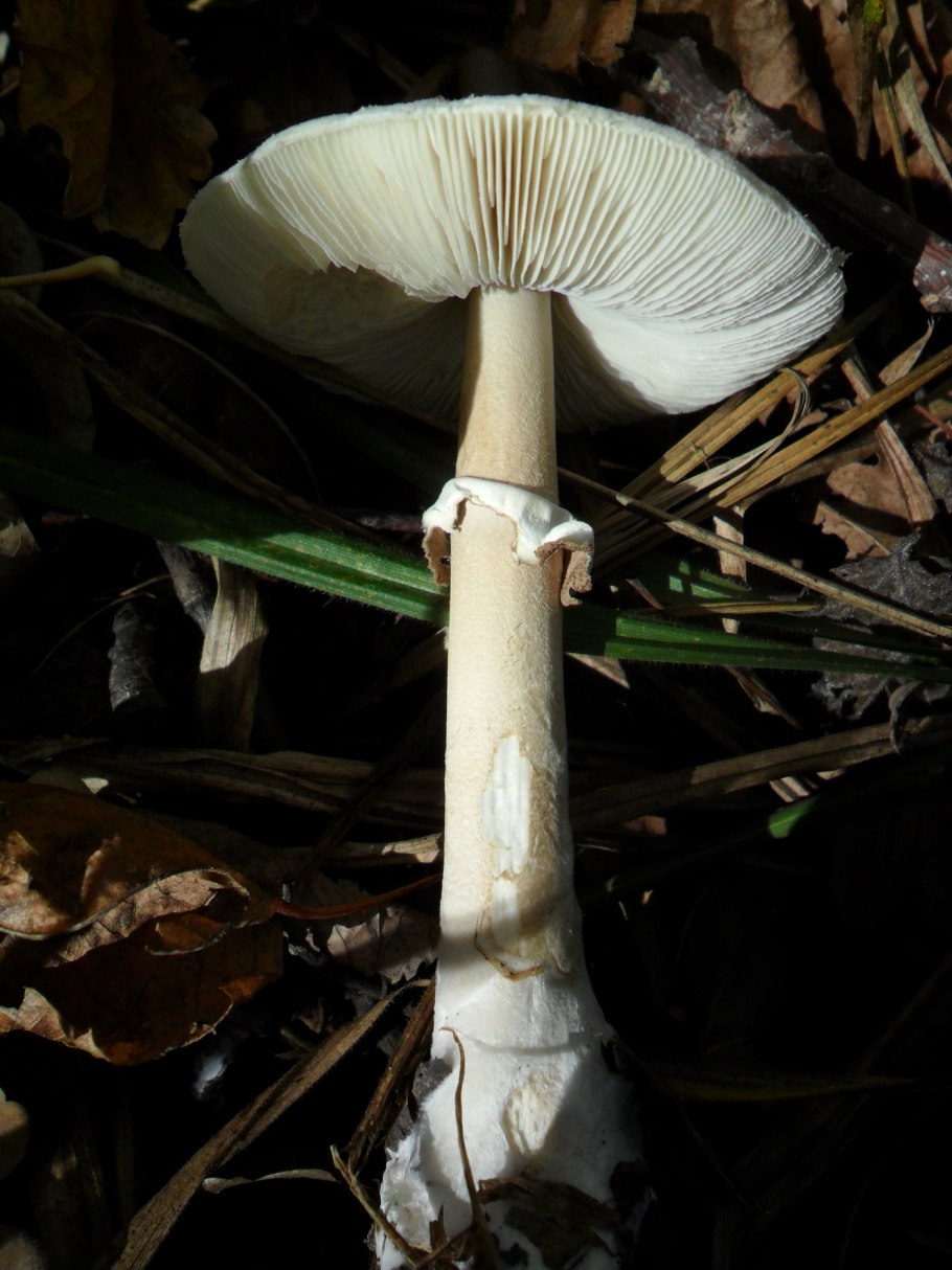 Лесной зонтик гриб