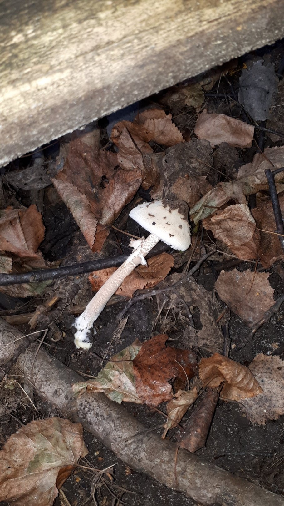 Гриб зонтик желтый Крым