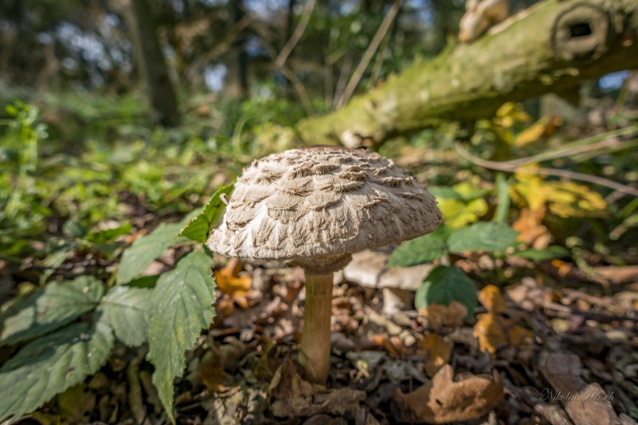 Гриб зонтик поганка