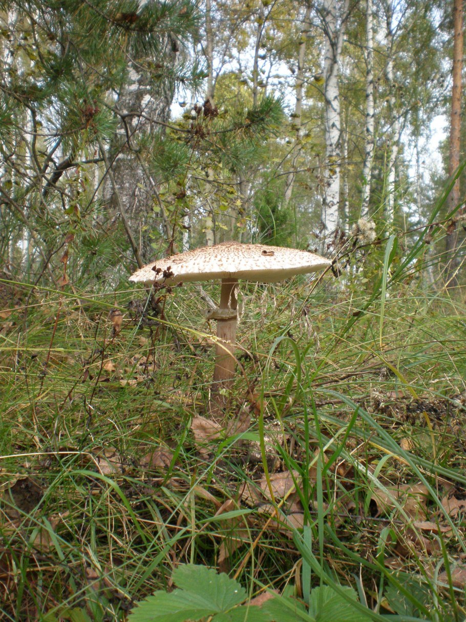 Гриб зонтик пёстрый пластинчатый