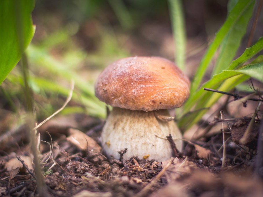 Белый гриб 1080