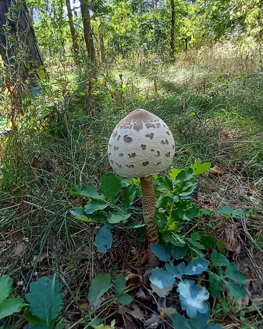 Зонтик пёстрый macrolepiota procera