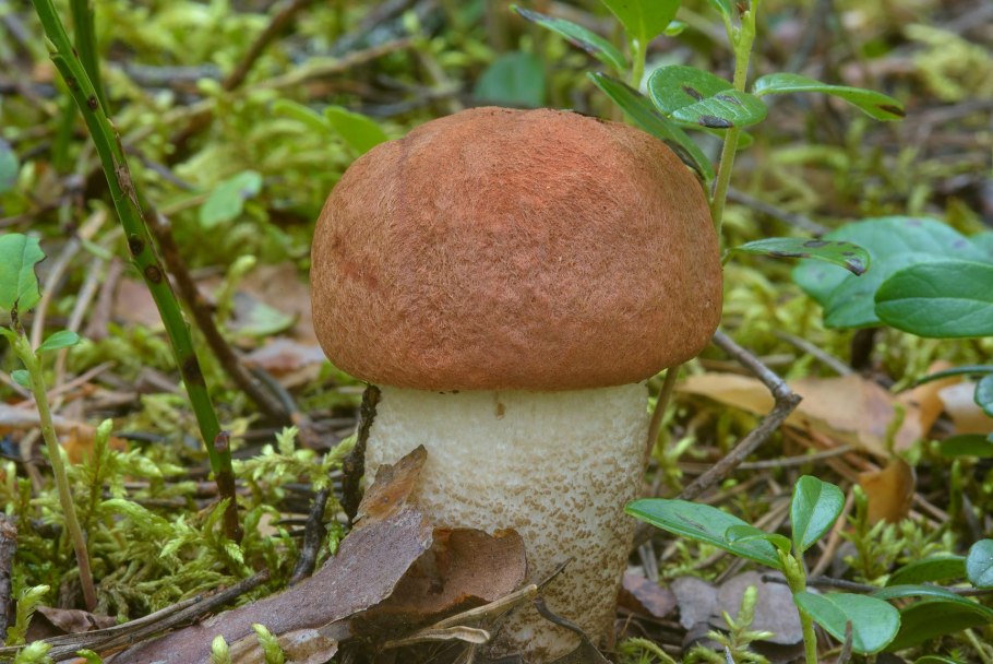 Leccinum vulpinum