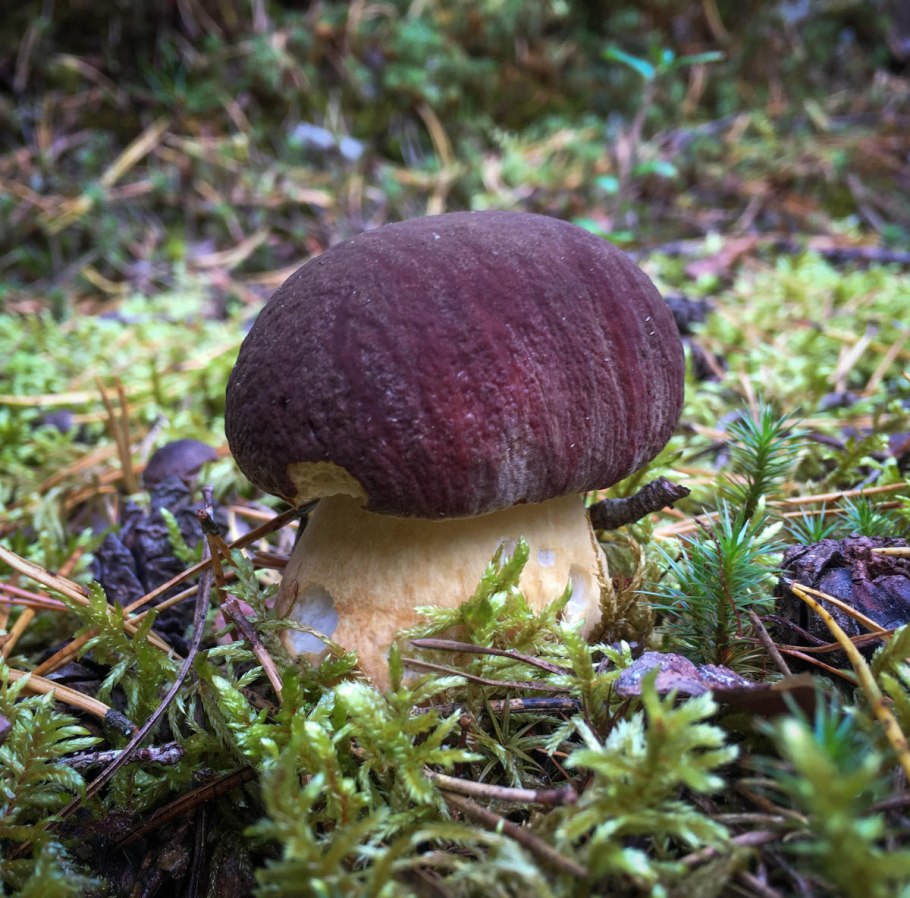 Съедобные грибы Тверской области