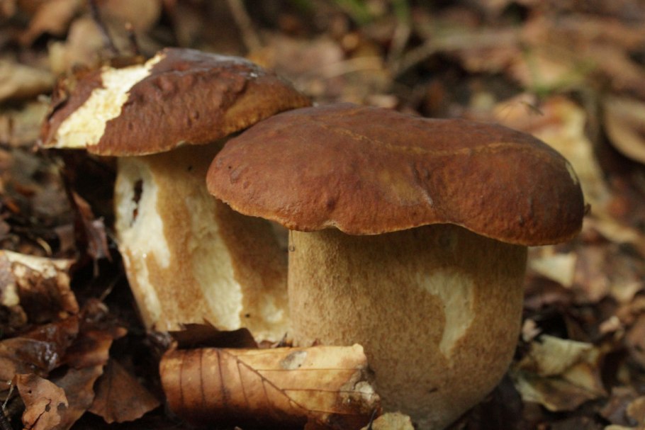 Boletus reticulatus
