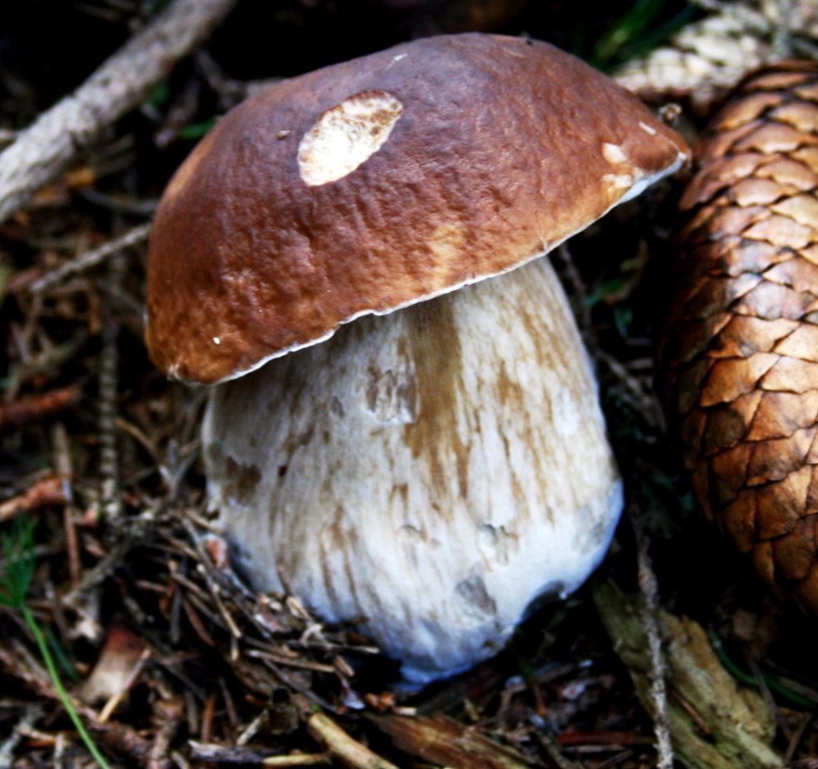 Боровик или белый гриб отличие