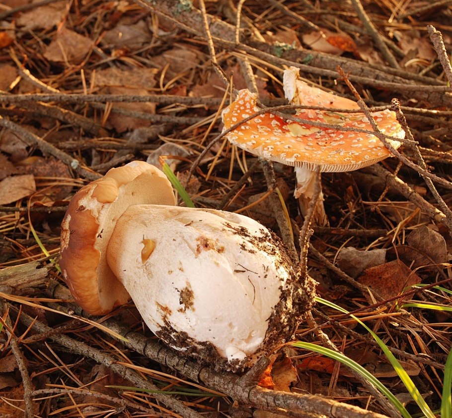 Мухоморы и белые грибы рядом