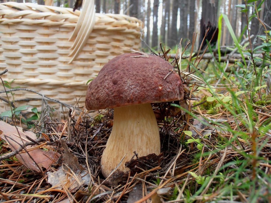 Сезон грибов