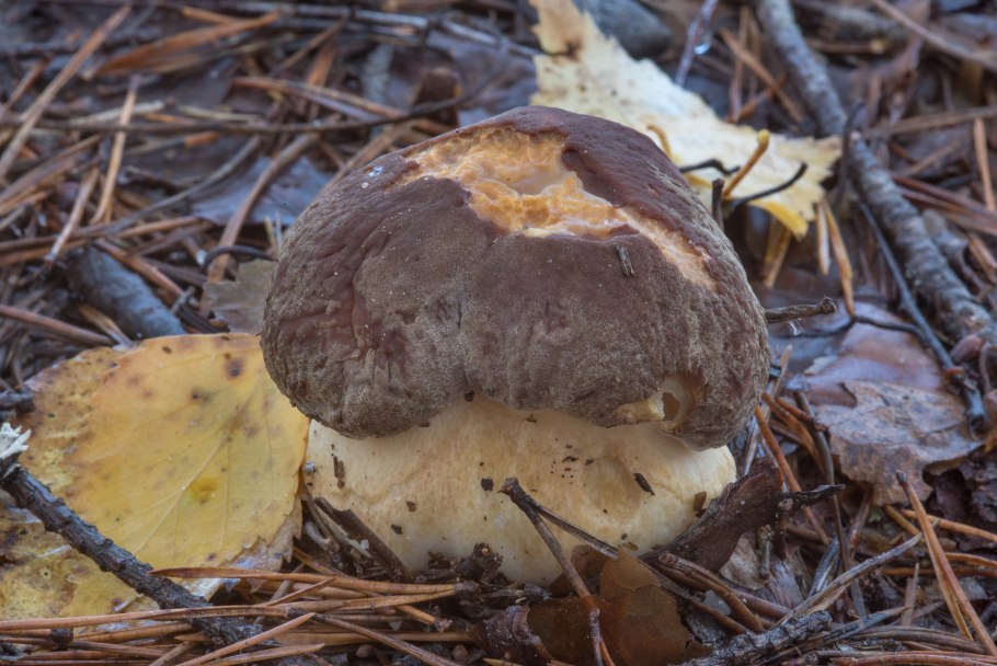 Болетус пинофилус