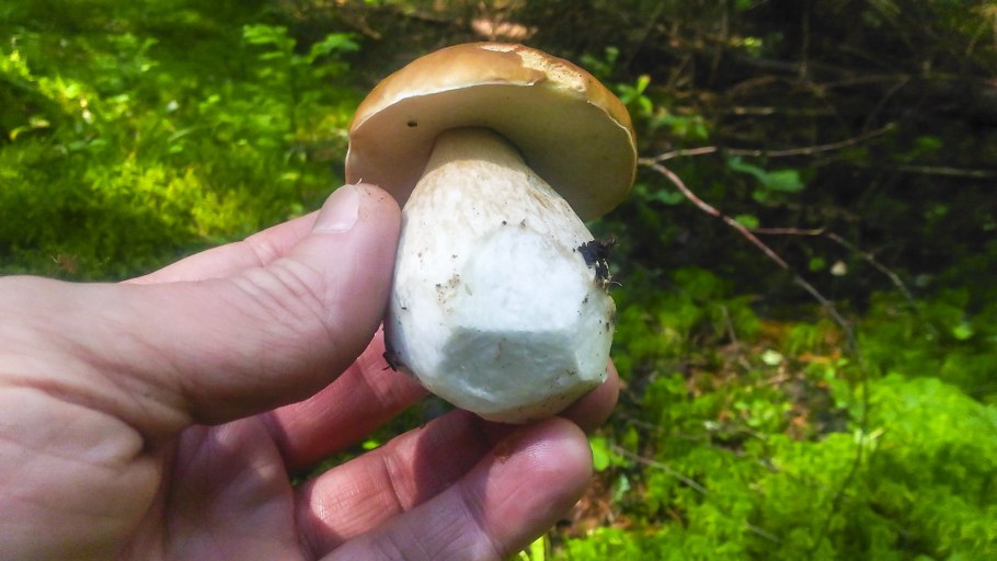 Вид белых грибов в Тверской области