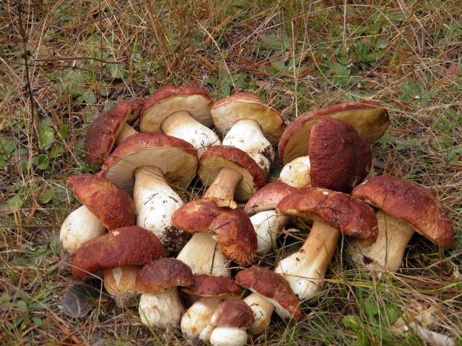 Грибы в Пермском крае