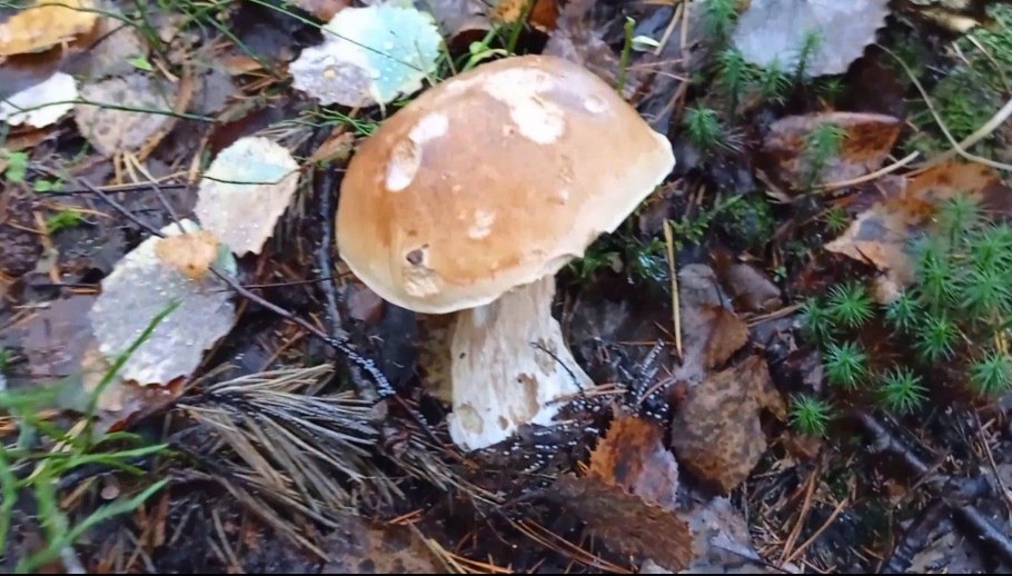 Белый гриб ХМАО