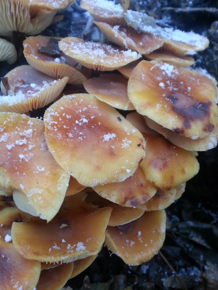 Зимний опенок ложный