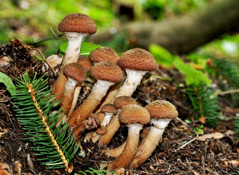 Китайские грибы опята