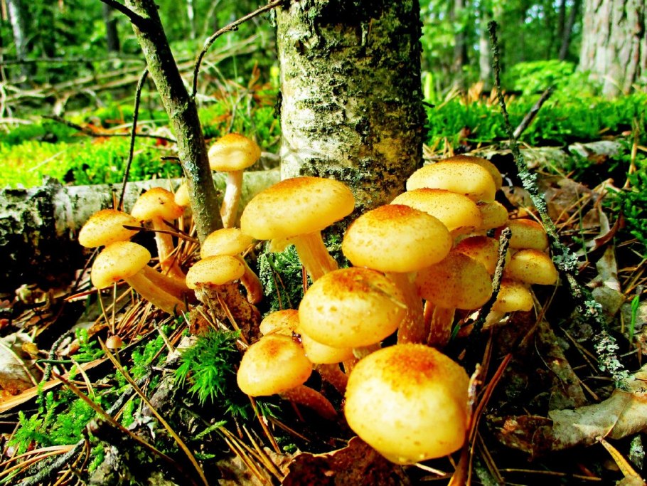 Фламмулина гриб