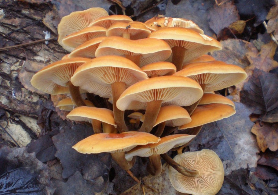 Грибы еловые опята