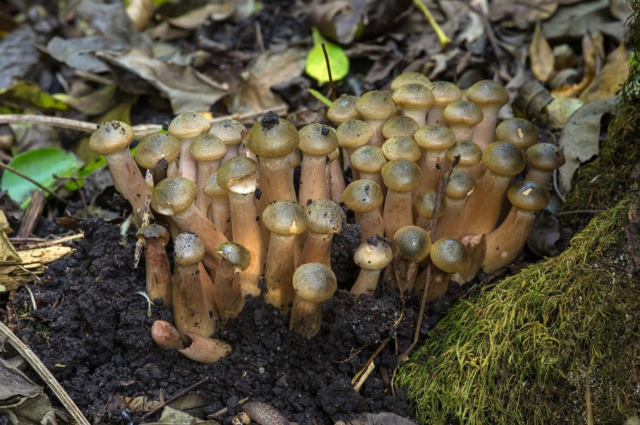 Зимний опенок ложный