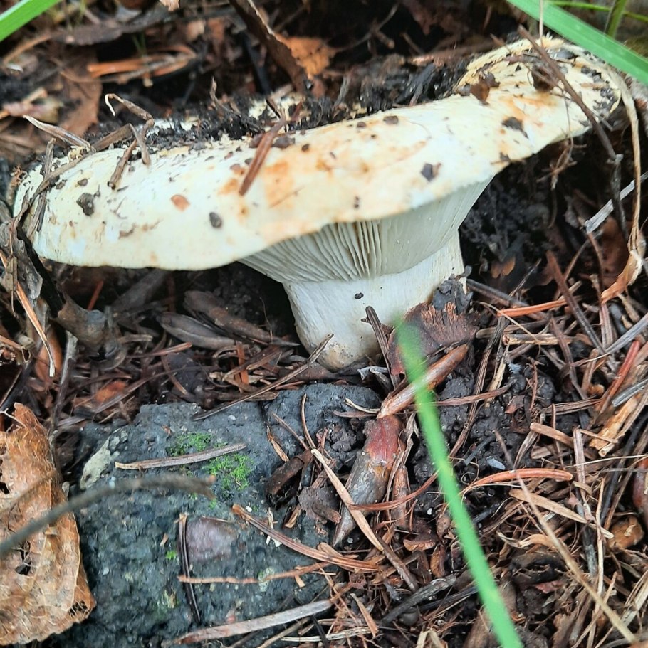 Правский груздь