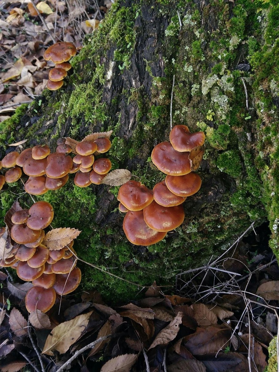 Галерина окаймленная (Galerina marginata)
