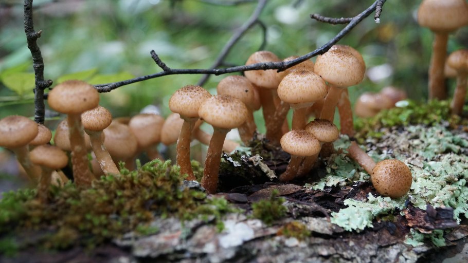 Зимний опенок фламмулина