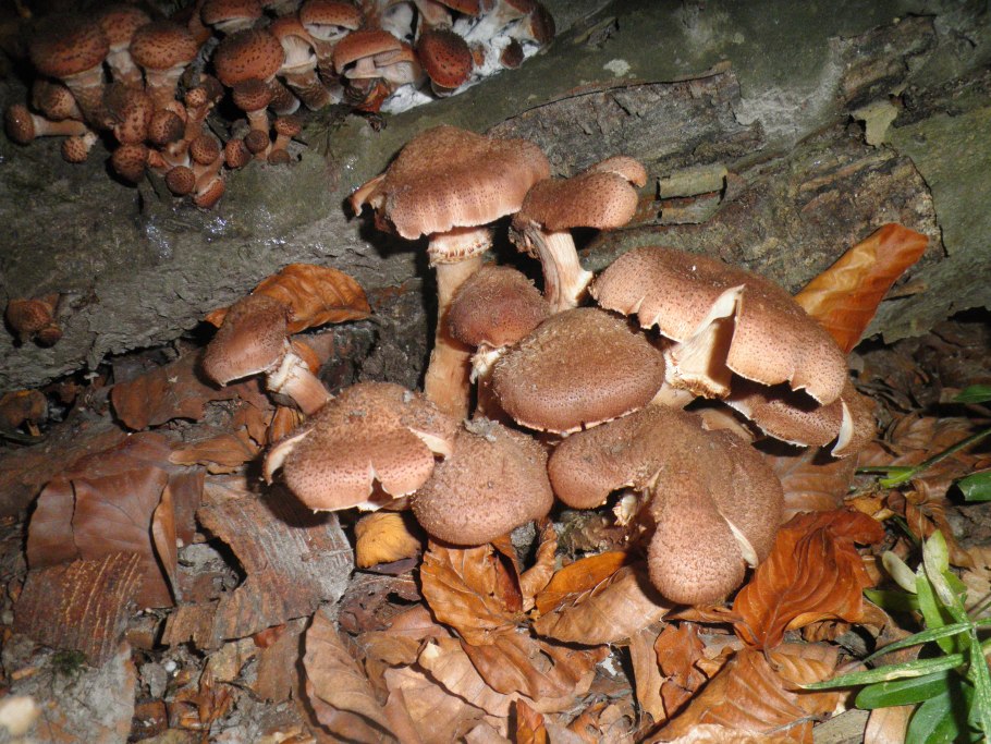 Опенок осенний (Armillariella mellea)