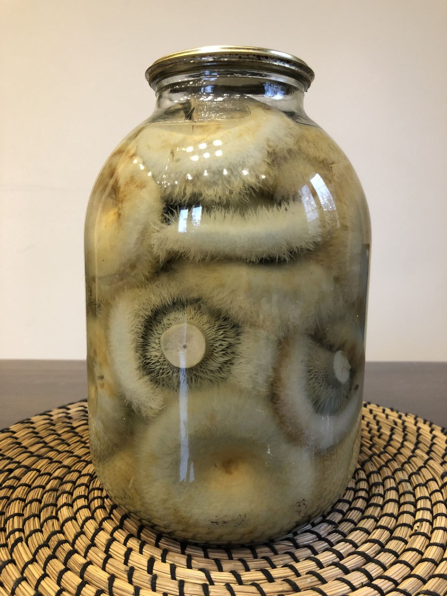 Мохнатый груздь