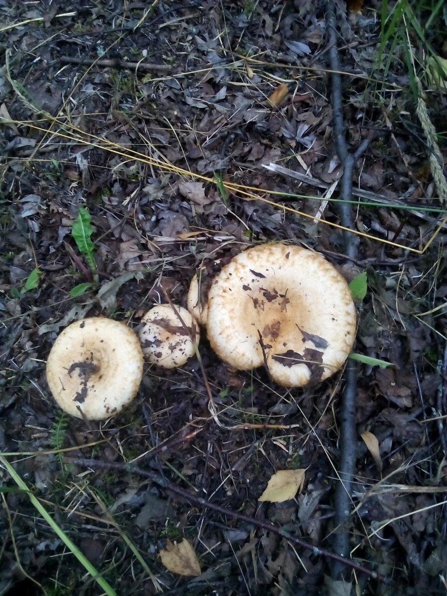 Груздь настоящий (Lactarius resimus)