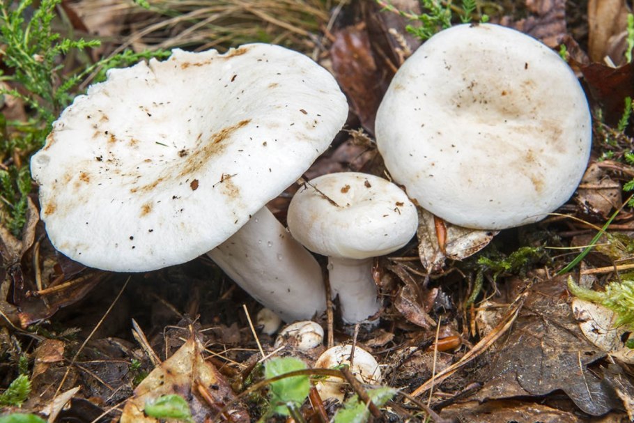 Груздь перечный (Lactarius piperatus)