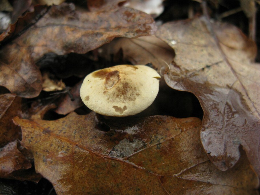 Рядовка жёлто-красная съедобная