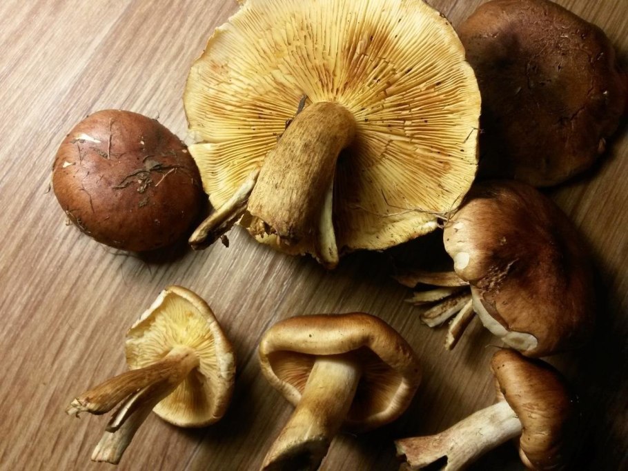 Рядовка серая Tricholoma portentosum.