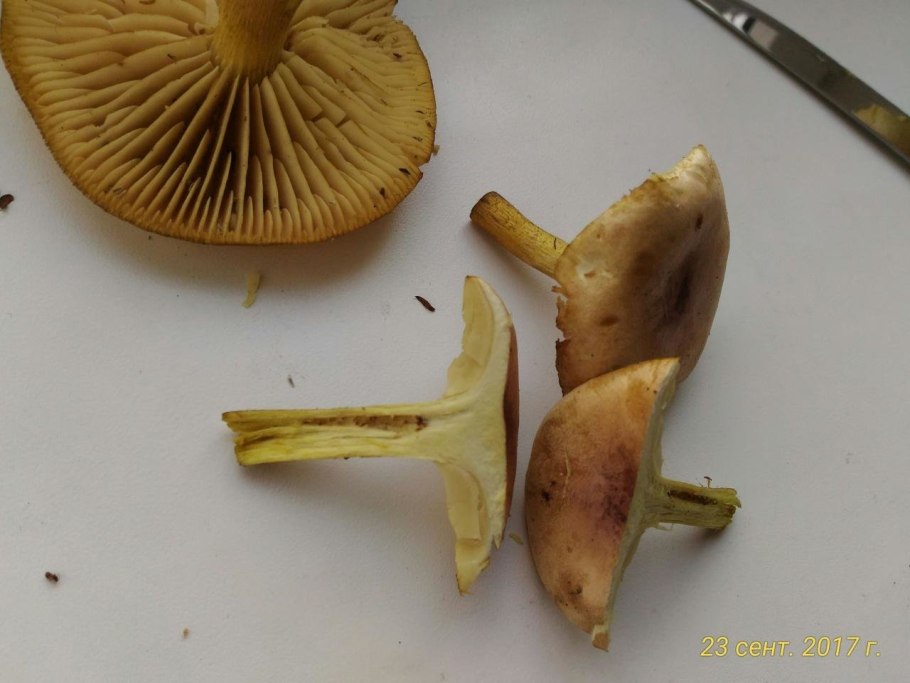 Редкие съедобные грибы фото и названия