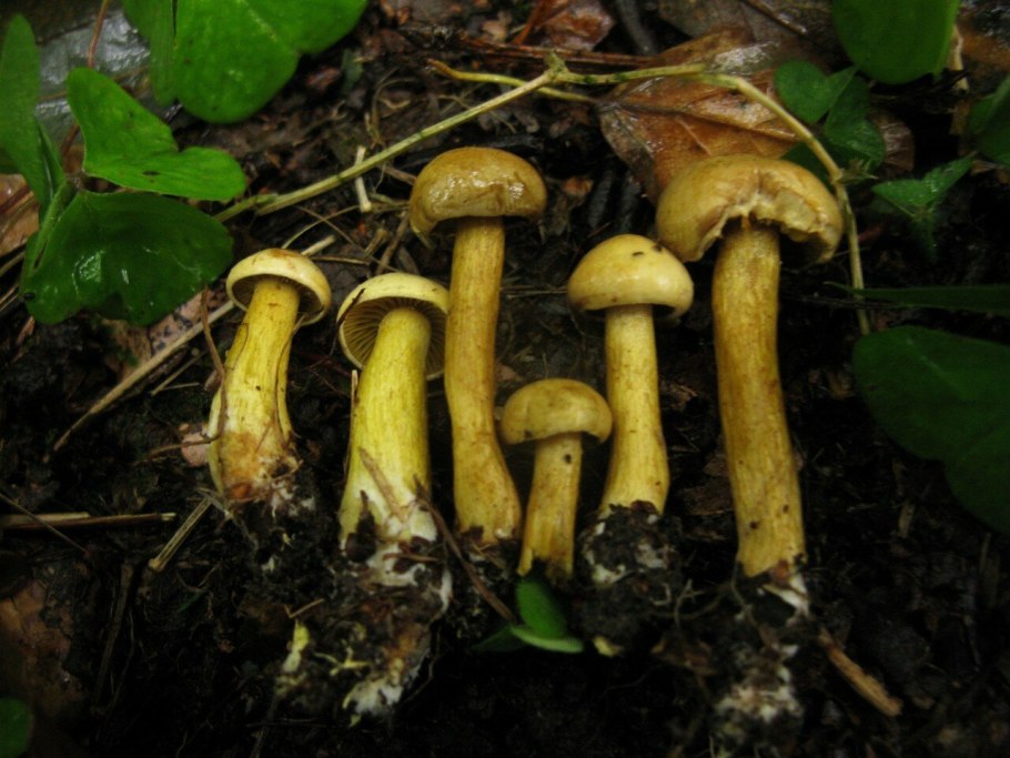 Сыроежка зеленушка