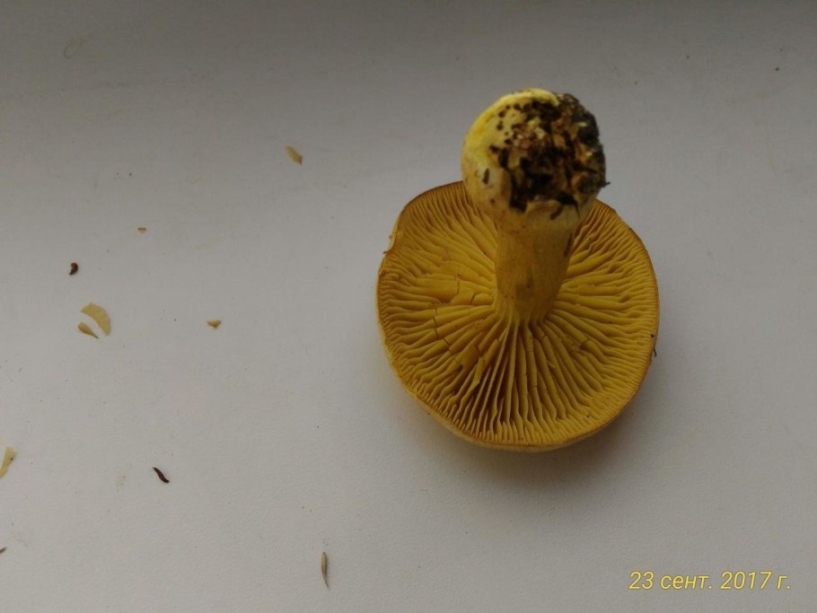 Рядовка желто-красная Tricholomopsis rutilans