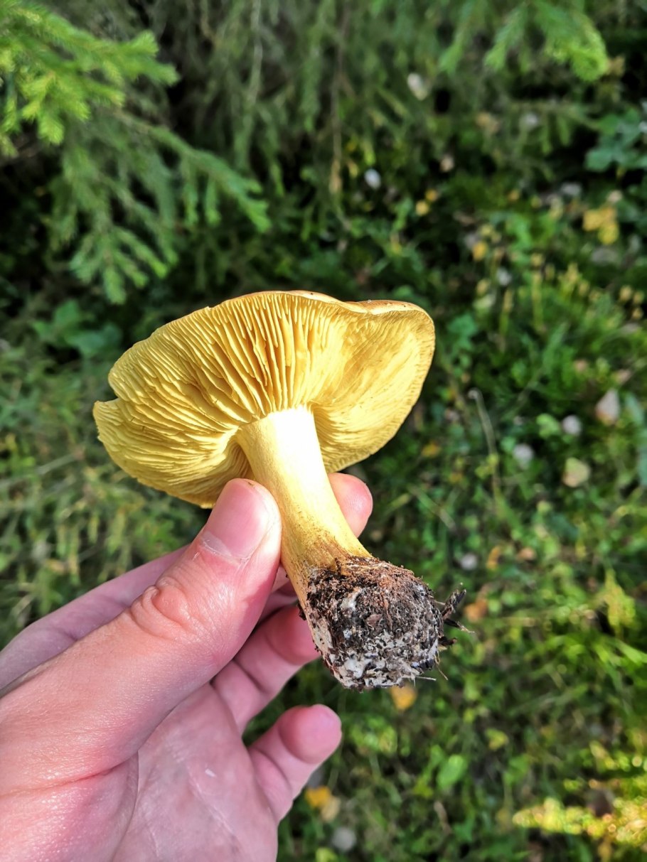 Рядовка лиственная tricholoma frondosae