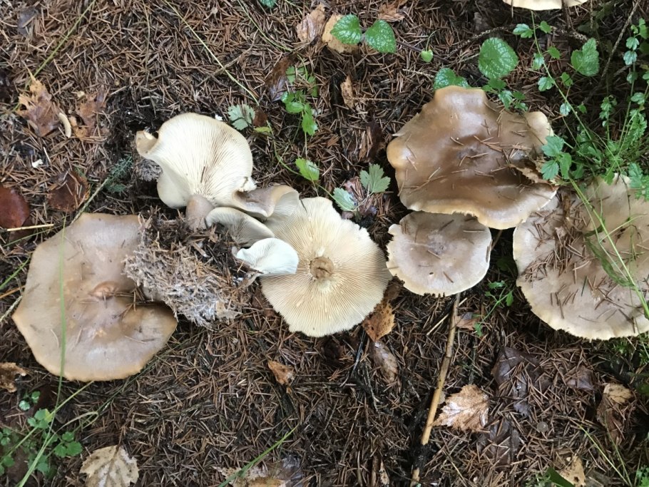 Гриб: лиофиллум скученный