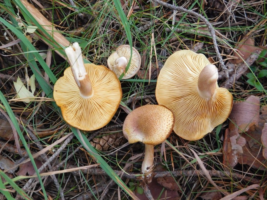 Рядовка обособленная Tricholoma sejunctum