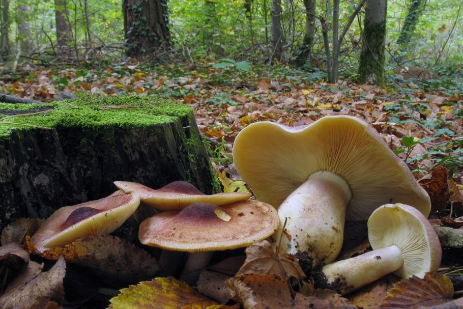Рядовка Еловая Tricholoma aestuans