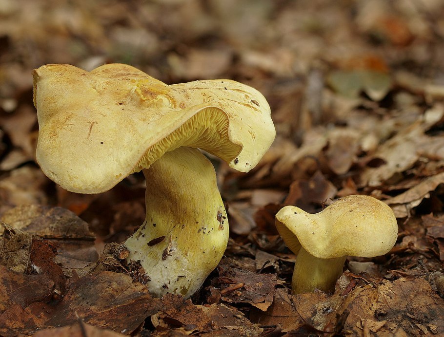 Рядовка серная Tricholoma Sulphureum