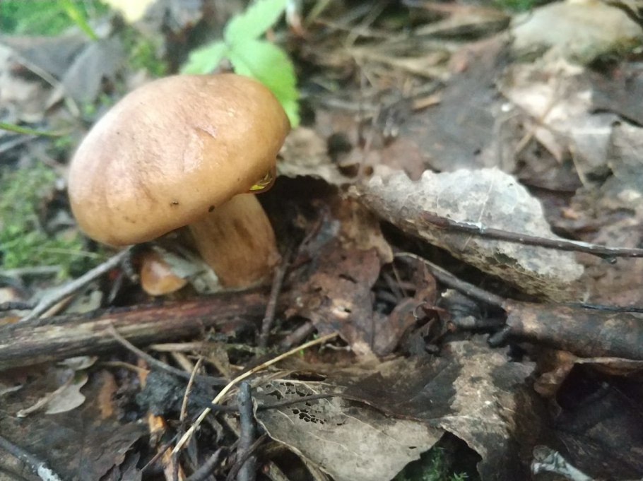 Гриб серушка и зеленушка