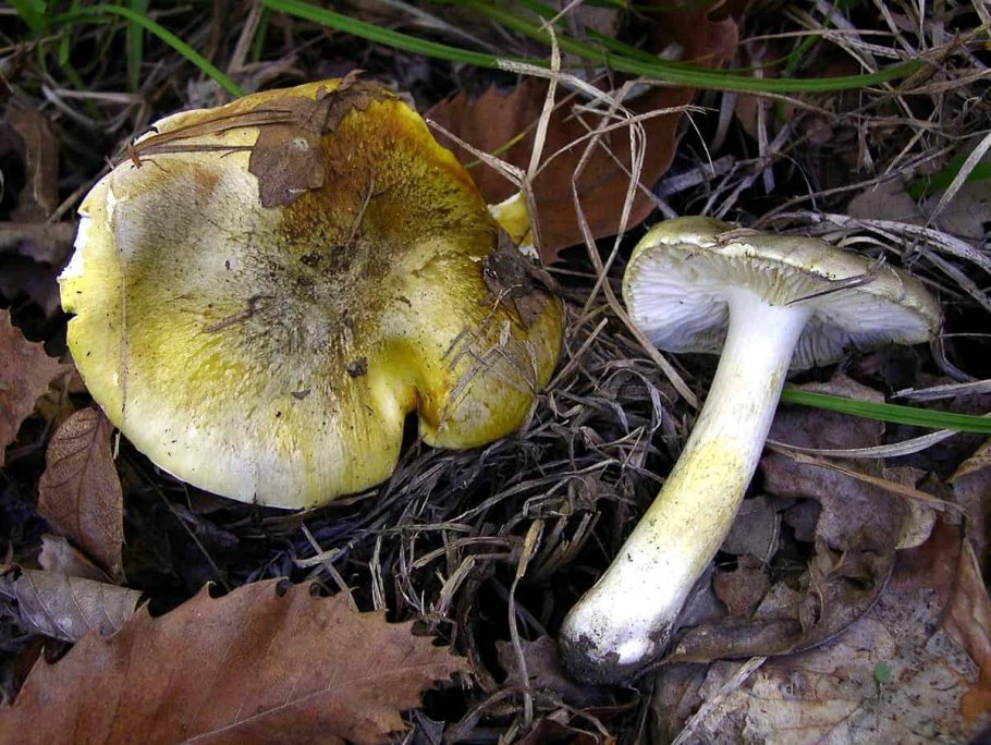 Рядовка обособленная Tricholoma sejunctum