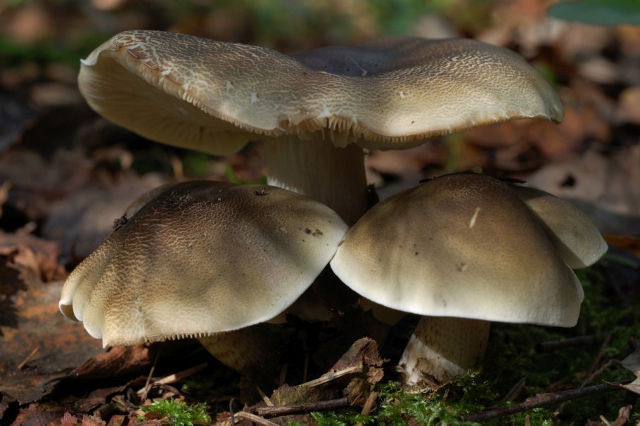 Lyophyllum loricatum