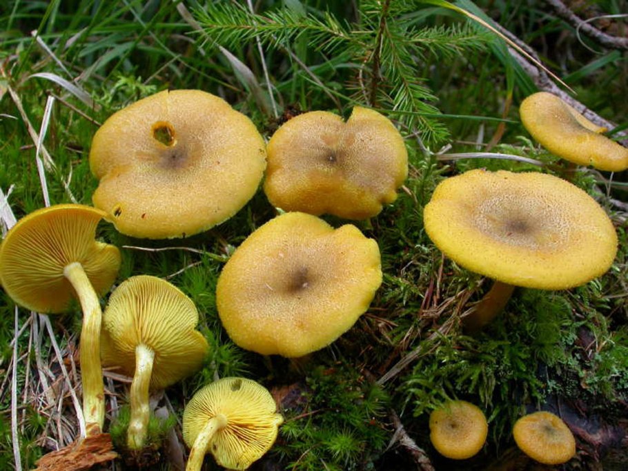 Зеленушка (Tricholoma equestre)