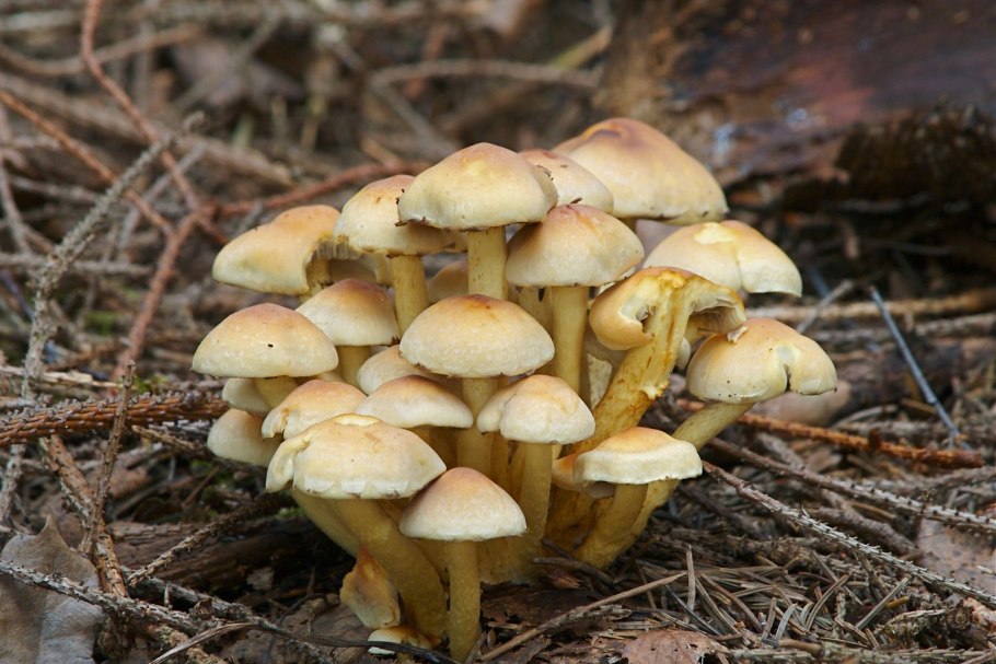 Tricholoma frondosae